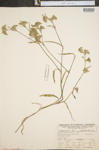 Tradescantia occidentalis image